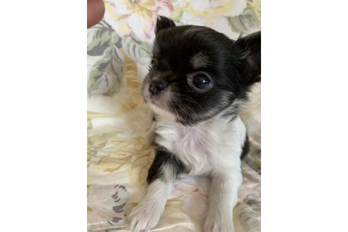 成約済の京都府のチワワ(ロングコート)-71148の7枚目